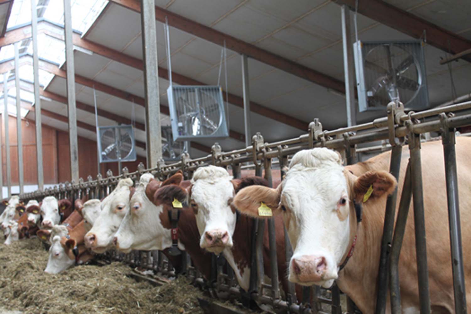 cattle shed climate