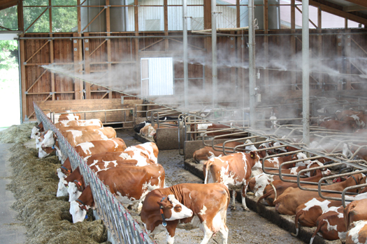 mist cooling system for dairy farm