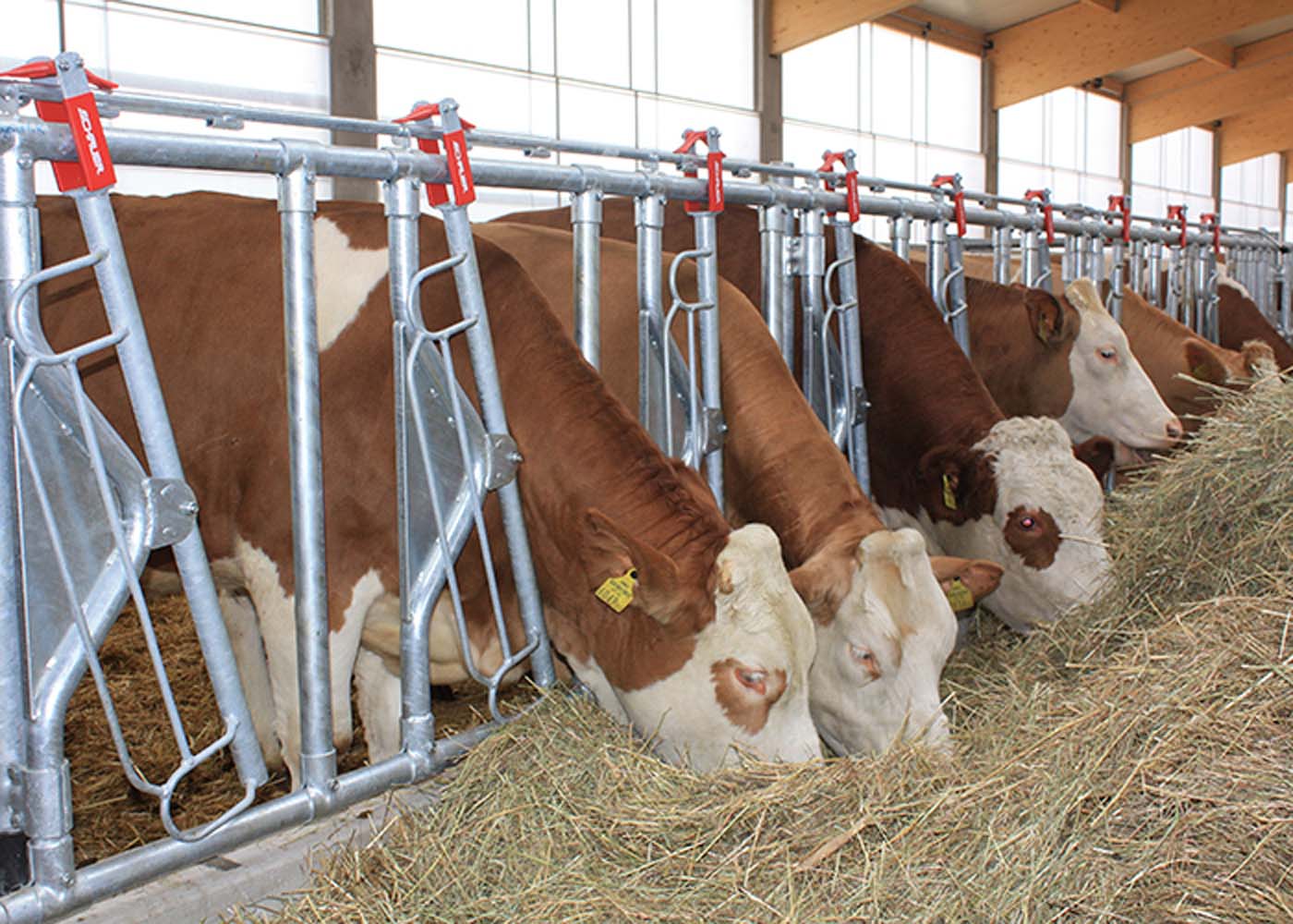 Cattle housing systems